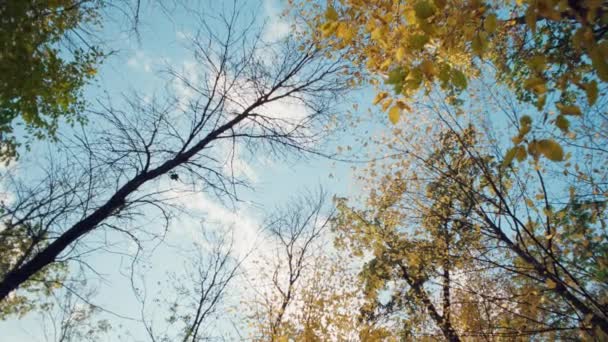 Золота Спорідненість Чарівний Осінній Пейзаж Сонячному Світлі Високоякісні Кадри — стокове відео