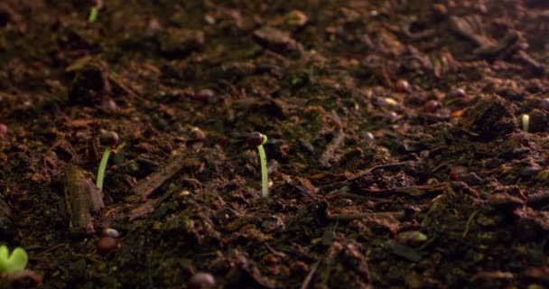 땅에서 뿌리는 식물의 클로즈업 현장에서 일합니다 고품질 — 비디오