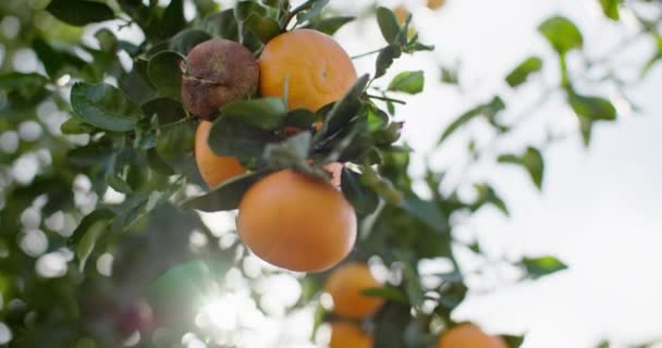 Detailní Záběr Citrusových Plodů Mandarínské Plantáži Čerstvé Šťavnaté Organické Ovoce — Stock video