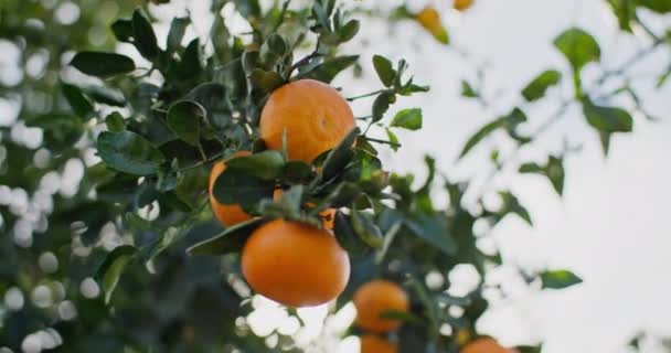 Biologische Vitaminetangerines Groeien Tuin Rijping Van Citrusvruchten Landbouwagro Plantages Hoge — Stockvideo
