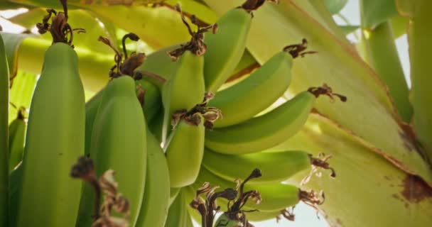 在农场的一棵树上生长的香蕉的特写 农民在种植有机和生态水果方面的工作 高质量的4K镜头 — 图库视频影像
