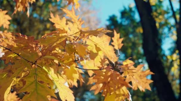 Natures Palette Lenyűgöző Közelkép Szezonális Változás Sárga Levelek Focus Kiváló — Stock videók