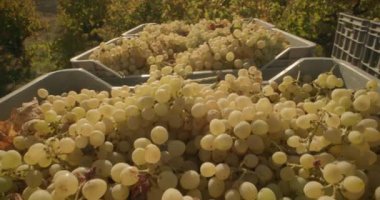 Vine 'dan Barrel' a Şaraphanedeki Hasat ve Hüner Şarabı Süreci. Yüksek kalite 4k görüntü