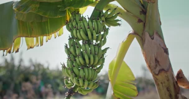 바나나 덩어리가 나무에서 자라납니다 정원에서 과일을 고품질 — 비디오