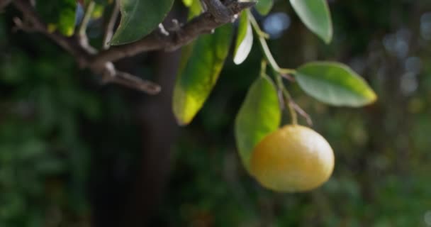 Close Tangerinas Crescendo Uma Árvore Jardim Cultivo Vitamina Cítrica Fresca — Vídeo de Stock