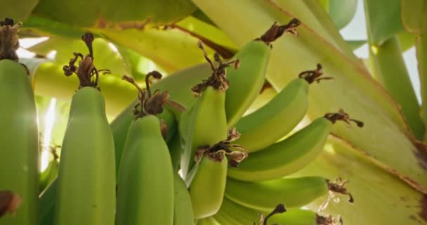 Primer Plano Racimo Plátanos Que Crecen Árbol Una Plantación Plátanos — Vídeos de Stock