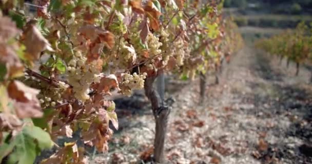 ワイナリーエレガンス 絵の設定でワインの中で秋のグレープハーベス 高品質の4K映像 — ストック動画