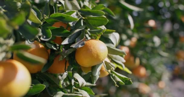 Tangerinas Fruto Vitaminas Crescem Uma Árvore Laranja Citrinos Amadurece Jardim — Vídeo de Stock