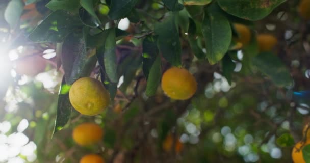 Mandarinka Farmě Zahradě Citrusové Plody Dozrávají Vysoce Kvalitní Záběry — Stock video