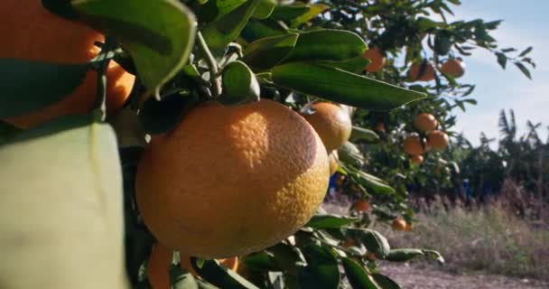 Detailní Záběr Mandarinky Rostoucí Stromě Mandarínské Plantáži Pěstování Šťavnatých Citrusových — Stock video