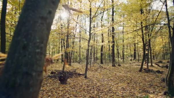 Harmonie Van Kleuren Magische Herfst Loof Onder Gouden Zon Hoge — Stockvideo