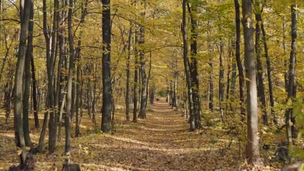 Golden Tranquility Ścieżki Pocałowane Przez Słońce Zachwycającym Lesie Jesiennym Wysokiej — Wideo stockowe