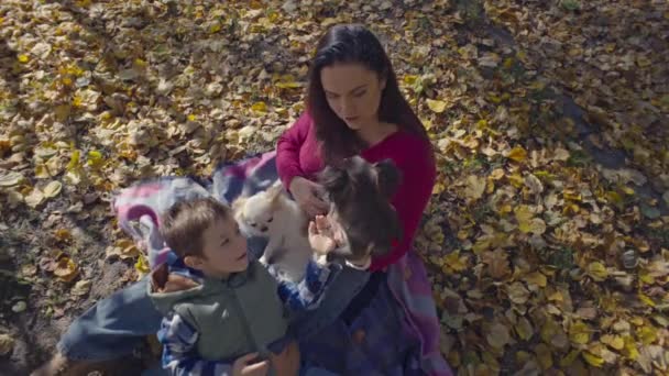 Огромное Autumn Bliss Mother Son Furry Companions Reveling Natures Palette — стоковое видео