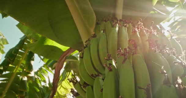 바나나는 농장에서 위에서 자랍니다 신선한 과일의 클로즈업 고품질 — 비디오