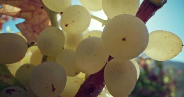 Grapes Season Winemakers Perspective Vineyard Harvest Fall Inglés Imágenes Alta — Vídeos de Stock