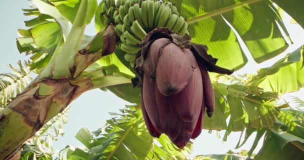 Dojrzewające Zielone Banany Palmie Hodowla Świeżych Owoców Przez Rolnika Plantacji — Wideo stockowe