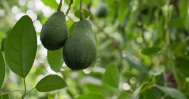 Tarımsal bir çiftlikteki bir grup yeşil avokadoya yakın çekim. Avokado endüstriyel olarak bir çiftçi tarafından yetiştiriliyor. Yüksek kalite 4k görüntü