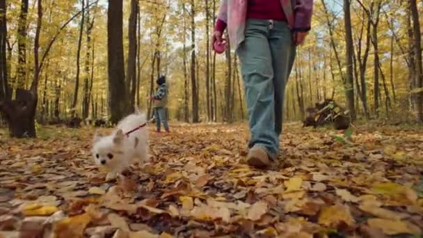 Uma Mulher Caminha Com Cão Floresta Folhas Outono Momentos Felizes — Vídeo de Stock