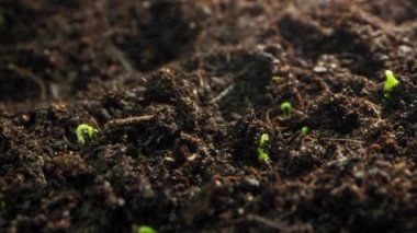Yerden bitkiye tahıl filizlenmesinin zamanı. Tarım ürünlerinin yetiştirilmesi. Topraktan gelen olgunlaşmış rumex. Yüksek kalite 4k görüntü