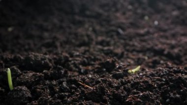 Yerden buğday yetiştirip filizlendiği zaman arkaplanı videosu. Bir çimen yaprağının filizlenmesi, mısır gevreğinin ekilmesi, doğada yeni bir hayatın ortaya çıkması.. 