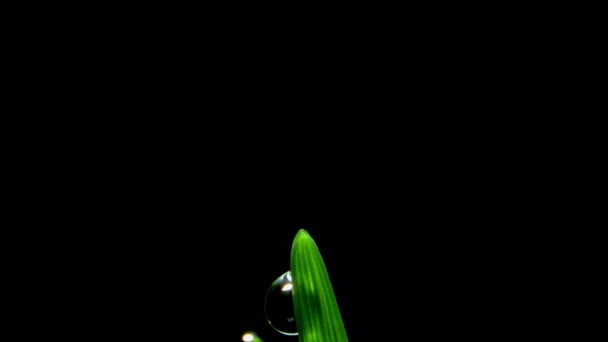 小麦农作物种植的时间已过 树苗生长迅速的背景视频 高质量的4K镜头 — 图库视频影像