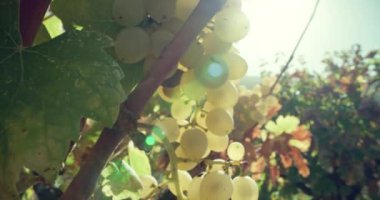 Şarapçıdan Şaraba: Üzüm Kümeleriyle Sonbahar Yolculuğu. Yüksek kalite 4k görüntü