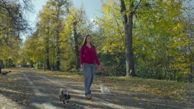 Sonbahar parkında köpeklerle yürüyüşe çıkan bir kadın. Kızın sarı yaprağın üzerinde koşan bir tasması var. Yüksek kalite 4k görüntü