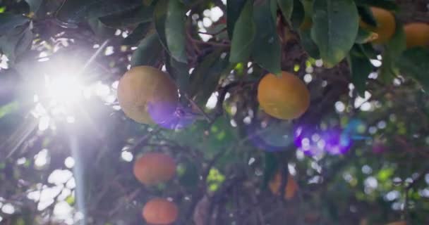 Mandarínské Sny Odhaleny Kinematické Zkoumání Zrání Citrusů Farmářských Polích Vysoce — Stock video