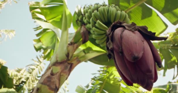 たくさんのバナナと木の花のクローズアップ プランテーションでバナナを育てます 高品質の4K映像 — ストック動画