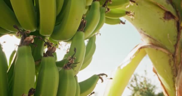 Елегантність Зростання Кінематографічне Дослідження Зеленого Бананового Землеробства Сільськогосподарських Плантаціях Високоякісні — стокове відео