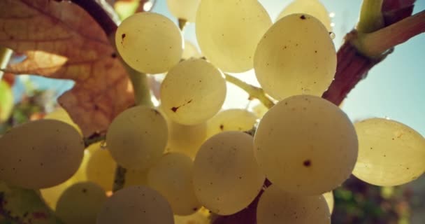 Autumn Bounty Exploring Vineyards Grape Harvest Winemaker High Quality Footage — Stock Video