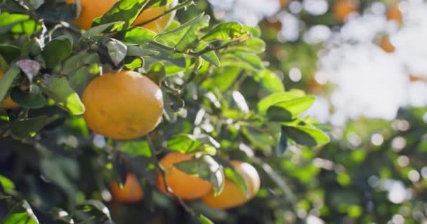 Zlatá Sklizeň Zrání Mandarínských Pomerančů Zemědělských Sadech Citrus Schards Vysoce — Stock video