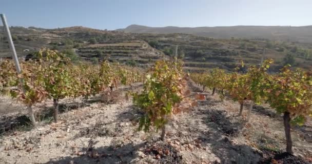 Рядки Достатку Захоплення Краси Вирощування Винограду Виноробні Високоякісні Кадри — стокове відео