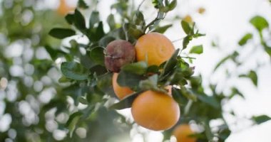 Citrus Bliss: Ağaç Kümesindeki Olgun Mandarinlere Macro Yolculuğu. Yüksek kalite 4k görüntü