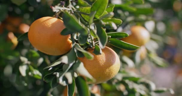 Colheita Luz Sol Agricultura Citrinos Orgânicos Com Agricultores Mandarins Plantação — Vídeo de Stock