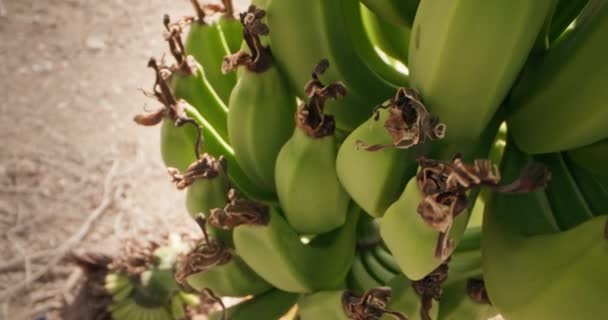 Reichhaltige Ernte Aus Nächster Nähe Sehen Wie Grüne Bio Bananen — Stockvideo