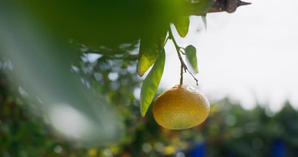 Mandarin Marvel Närbild Utforskning Citrus Skörd Åkrar Högkvalitativ Film — Stockvideo