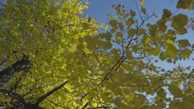 Parktaki güzel bir sonbahar ağacının arka plan videosu. Sarı yapraklar ağaç dalları üzerinde güneşin bir ışınla parladığı. Yüksek kalite 4k görüntü