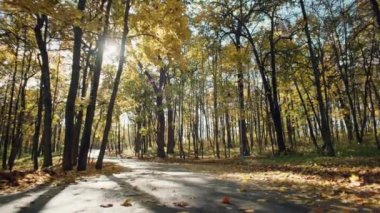 Kıtır Hava ve Kardiyo: Mevsimi Sonbahar Parkı 'nın Kehribar Yaprakları Ortasında Sportif Koşu ile Enerji Vermek. Yüksek kalite 4k görüntü