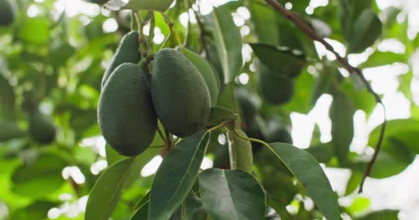 Nahaufnahme Eines Bündels Avocados Auf Einer Plantage Wachsen Avocadobäume Hochwertiges — Stockvideo