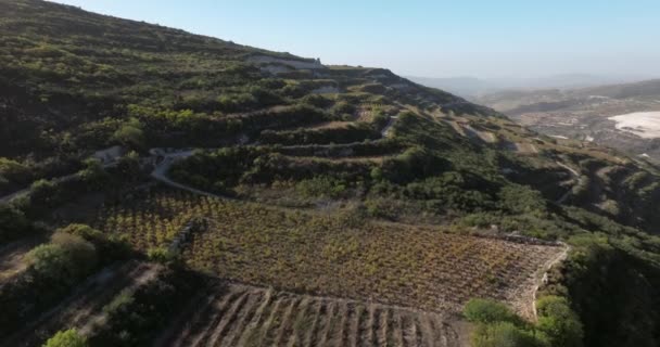 Vista Aérea Das Vinhas Agrícolas Nas Montanhas Produção Vinho Cultivo — Vídeo de Stock