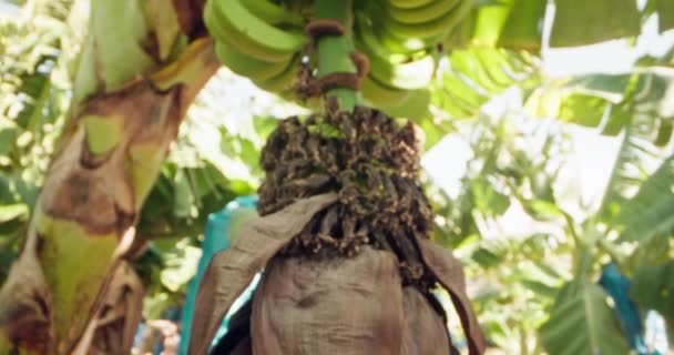 Close Banana Flower Plantation Garden Ripening Bananas Tree High Quality — Stock Video