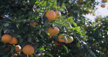 Mandarins grow on a tree in a mandarin plantation. Beautiful fruits in nature. High quality 4k footage