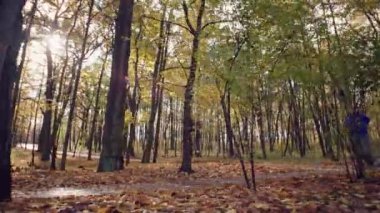 A fat man does sports and runs in an autumn park. Heavy cardio workouts to burn weight and fat. High quality 4k footage