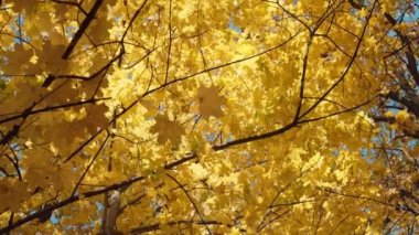 Natures Canvas: A Close Encounter with the Majestic Golden Leaves of Autumn. High quality 4k footage