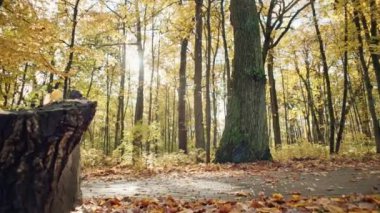 Caucasian woman jogging in an autumn landscape. Sports and jogging cardio training. High quality 4k footage