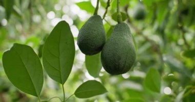 Close-up of an avocado fruit growing on a tree. Growing fresh organic avocados by a farmer. High quality 4k footage
