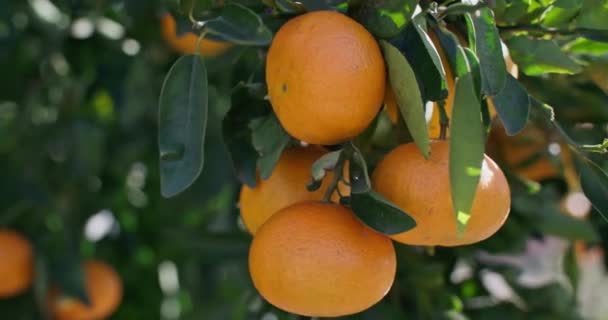 Orchard Radiance Cinematic Journey Ripening Citrus Fruits Agricultural Landscapes High — Stock video