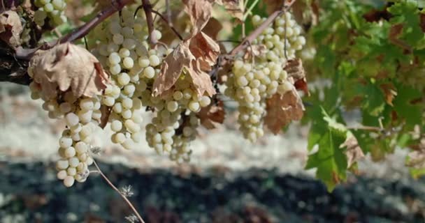 Close Bunches Grapes Growing Bush Harvesting Vineyards Farmer Winemaker High — Vídeo de Stock