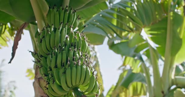 Bud Bounty Cinematic Journey Growth Harvest Organic Bananas Sunlit Farm — Wideo stockowe